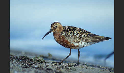 Sichelstrandläufer (Calidris ferruginea)