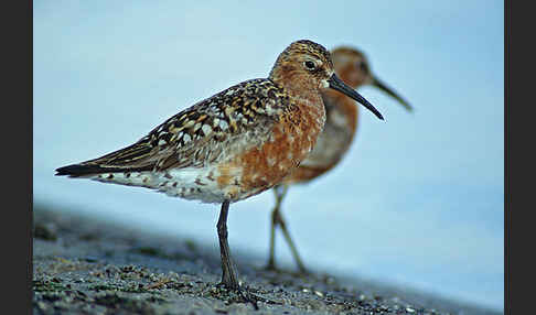 Sichelstrandläufer (Calidris ferruginea)