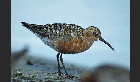 Sichelstrandläufer (Calidris ferruginea)