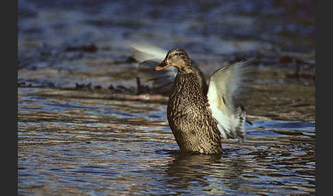 Stockente (Anas platyrhynchos)