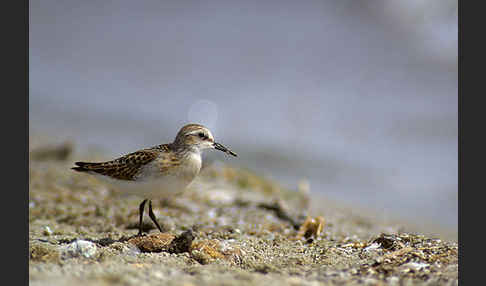 Zwergstrandläufer (Calidris minuta)