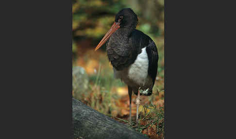 Schwarzstorch (Ciconia nigra)