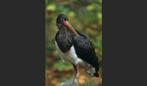 Schwarzstorch (Ciconia nigra)