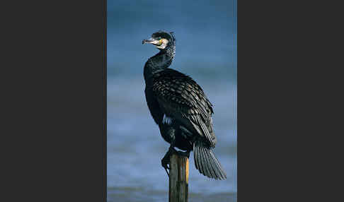 Kormoran (Phalacrocorax carbo)