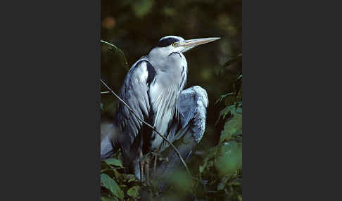 Graureiher (Ardea cinerea)