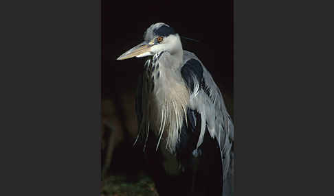 Graureiher (Ardea cinerea)