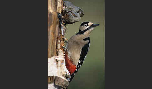 Buntspecht (Dendrocopos major)