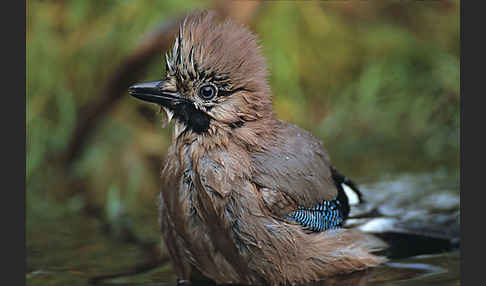 Eichelhäher (Garrulus glandarius)