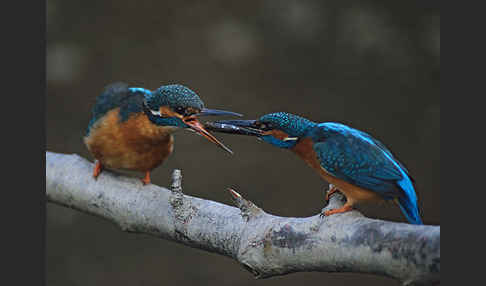 Eisvogel (Alcedo atthis)