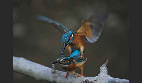 Eisvogel (Alcedo atthis)