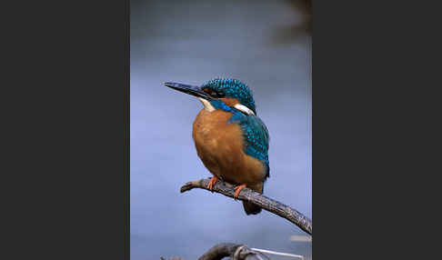 Eisvogel (Alcedo atthis)