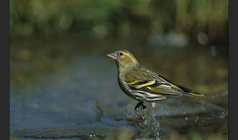 Erlenzeisig (Carduelis spinus)