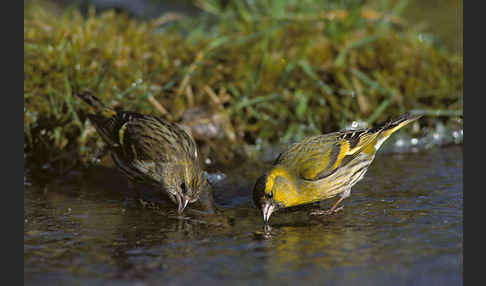 Erlenzeisig (Carduelis spinus)