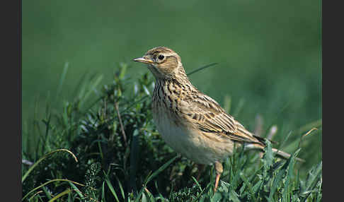 Feldlerche (Alauda arvensis)