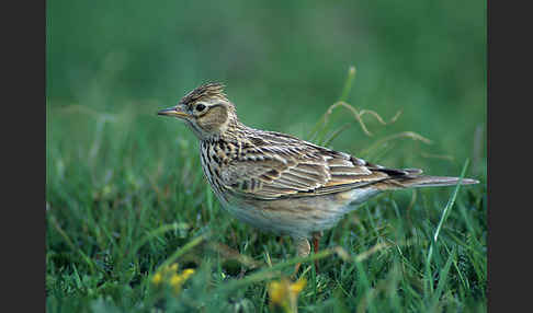 Feldlerche (Alauda arvensis)