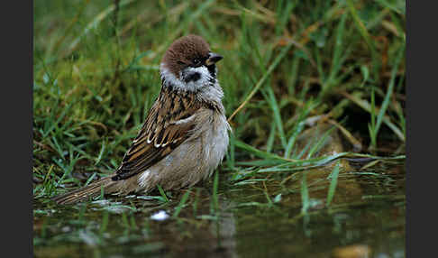 Feldsperling (Passer montanus)