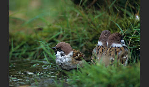 Feldsperling (Passer montanus)