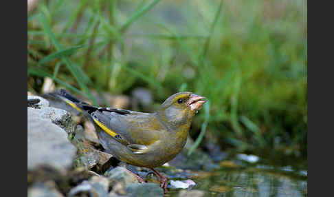 Grünfink (Carduelis chloris)