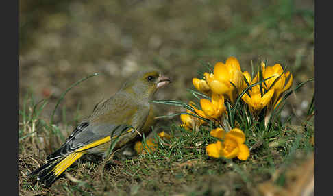 Grünfink (Carduelis chloris)