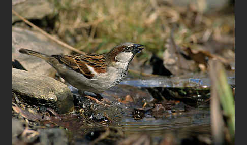 Haussperling (Passer domesticus)