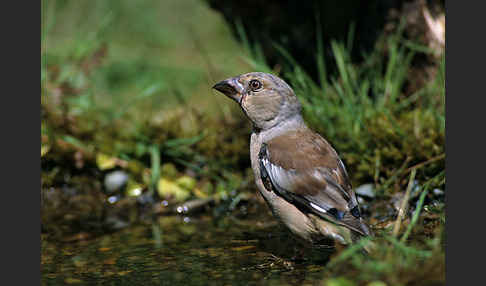 Kernbeißer (Coccothraustes coccothraustes)