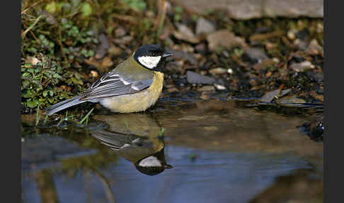 Kohlmeise (Parus major)