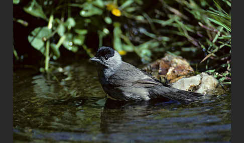 Mönchsgrasmücke (Sylvia atricapilla)