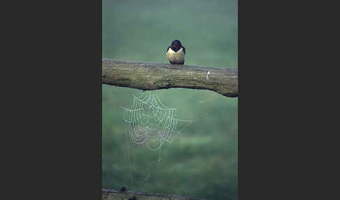 Rauchschwalbe (Hirundo rustica)