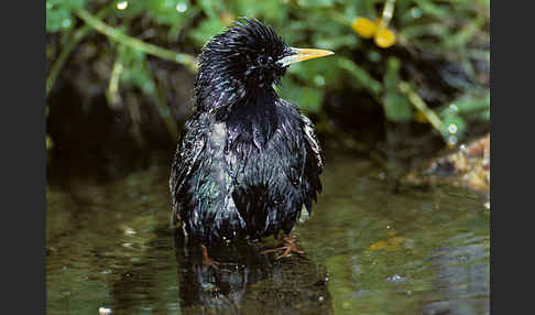 Star (Sturnus vulgaris)