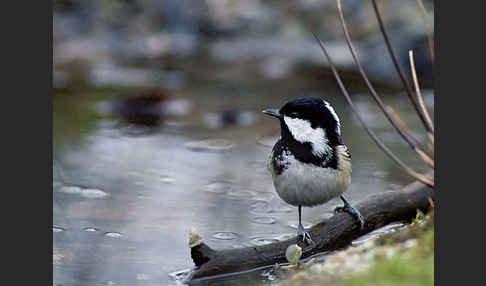 Tannenmeise (Parus ater)