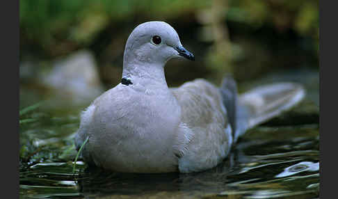 Türkentaube (Streptopelia decaocto)