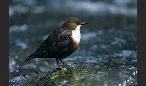 Wasseramsel (Cinclus cinclus)