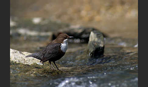 Wasseramsel (Cinclus cinclus)