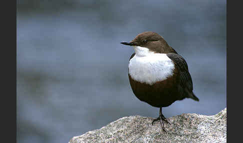 Wasseramsel (Cinclus cinclus)