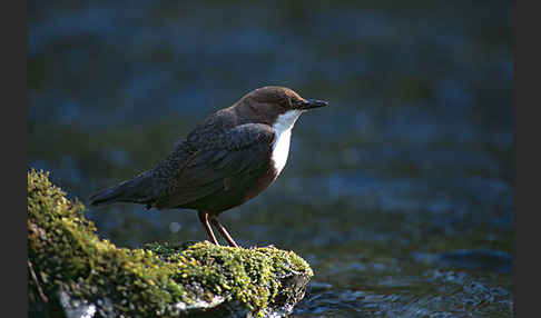 Wasseramsel (Cinclus cinclus)