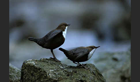 Wasseramsel (Cinclus cinclus)