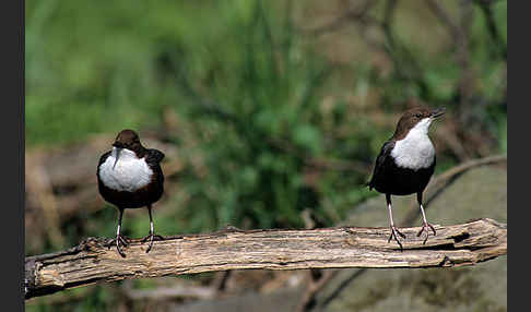 Wasseramsel (Cinclus cinclus)