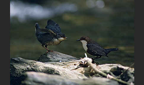 Wasseramsel (Cinclus cinclus)