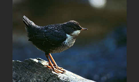 Wasseramsel (Cinclus cinclus)