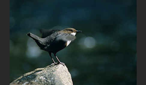 Wasseramsel (Cinclus cinclus)