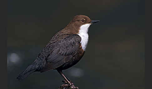 Wasseramsel (Cinclus cinclus)