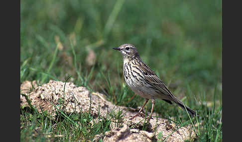 Wiesenpieper (Anthus pratensis)