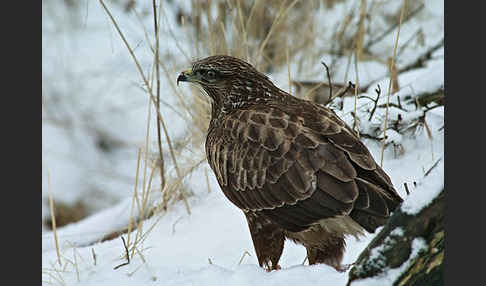 Mäusebussard (Buteo buteo)