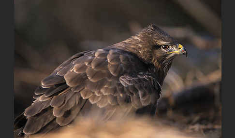 Mäusebussard (Buteo buteo)