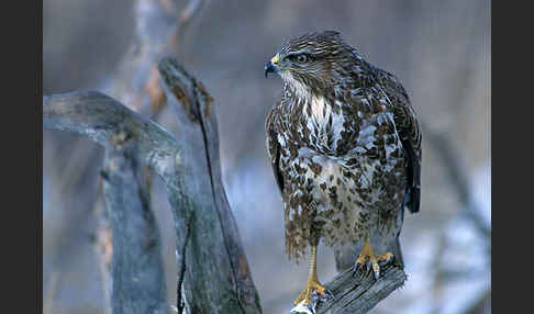 Mäusebussard (Buteo buteo)