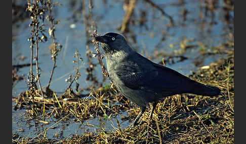 Dohle (Corvus monedula)