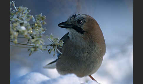 Eichelhäher (Garrulus glandarius)