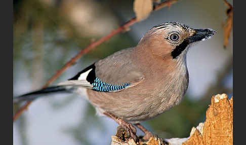 Eichelhäher (Garrulus glandarius)