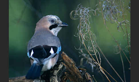 Eichelhäher (Garrulus glandarius)