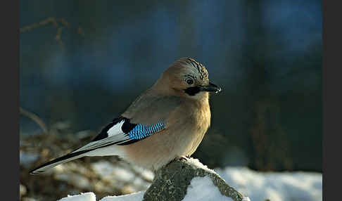 Eichelhäher (Garrulus glandarius)